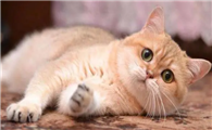 揭晓丨许多铲屎官都不知道猫咪的3大秘密！