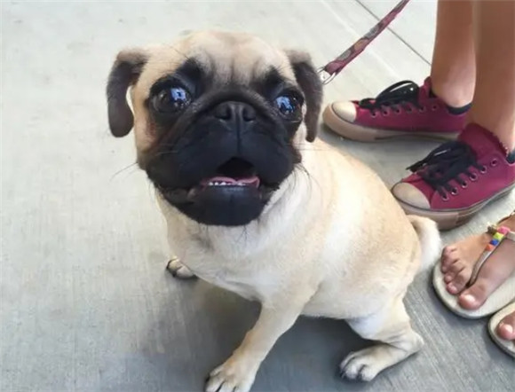 巴哥犬养成，打造忠诚的完美伴侣