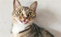刚生下来的小猫不叫