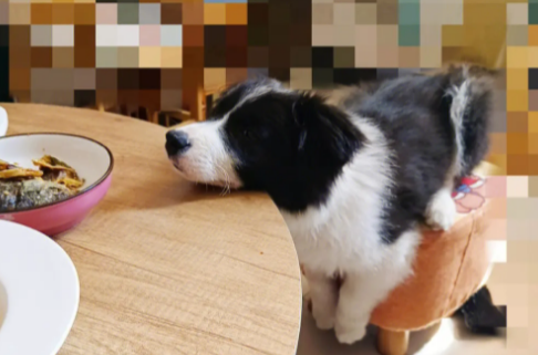 边境牧羊犬可以吃米饭吗