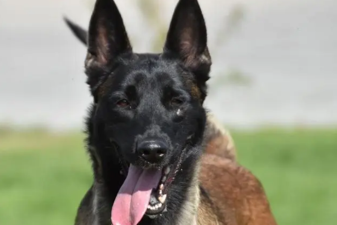 纯种马犬的市场行情与购买建议 纯种马犬的市场行情与购买建议