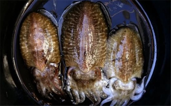 墨鱼怀孕能吃吗 墨鱼怀孕能吃吗