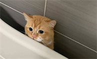 打了猫咪后见到主人就躲