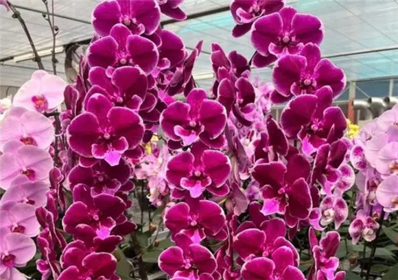 蝴蝶兰花怎么养