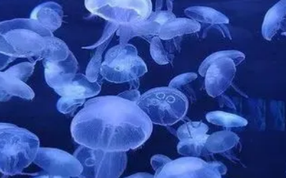 水母有什么品种 水母有什么品种