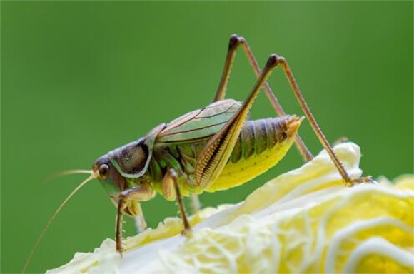 蝈蝈生长在哪里