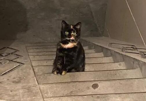 地下室进猫有什么先兆吗? 地下室进猫有什么先兆吗?