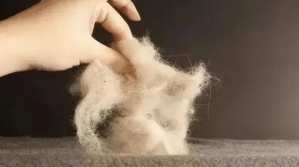 “波斯猫”的弃养率为何这么高?网友:这几点没人能接受 “波斯猫”的弃养率为何这么高?网友:这几点没人能接受