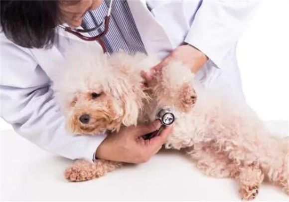 泰迪犬寿命探究：了解它们的预期寿命