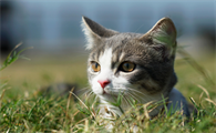 猫传腹肚子硬还是软
