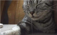 猫抽搐流口水瘫软无力
