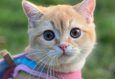 第一次生小猫怎么接生 第一次生小猫怎么接生