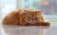 合肥猫舍哪家好