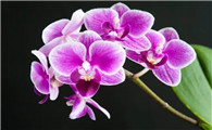 如何种蝴蝶兰花