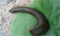 蚂蟥怎么抓