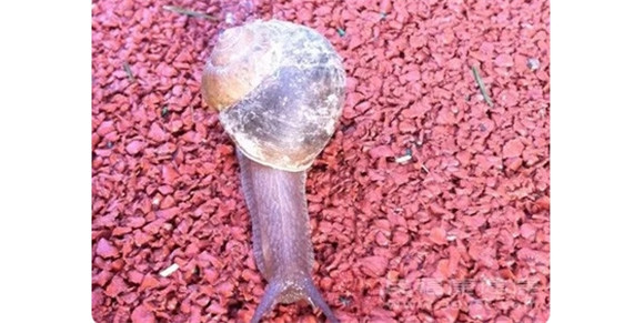 吃蜗牛对人体有好处吗？