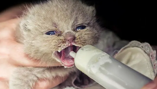 刚出生的小猫怎么喂养