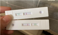 猫传染病检测试纸有哪些