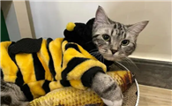 猫的一岁等于人的几岁年龄怎么计算