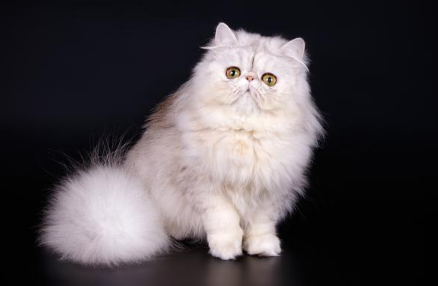 波斯猫VS加菲猫:三大维度下的独特魅力 波斯猫VS加菲猫:三大维度下的独特魅力