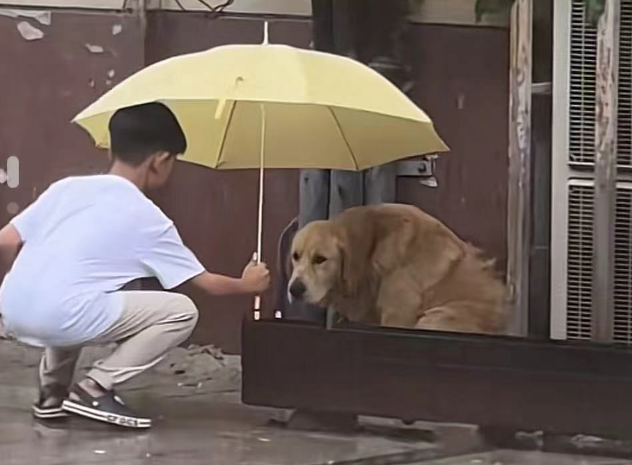 金毛：我的世界雨停了，这一幕太有爱了