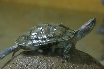 乌龟怎么都不吃东西该怎么办 乌龟怎么都不吃东西该怎么办