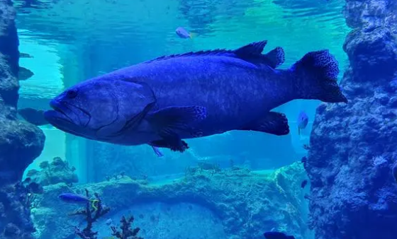 石斑鱼海鱼还是淡水鱼 石斑鱼海鱼还是淡水鱼