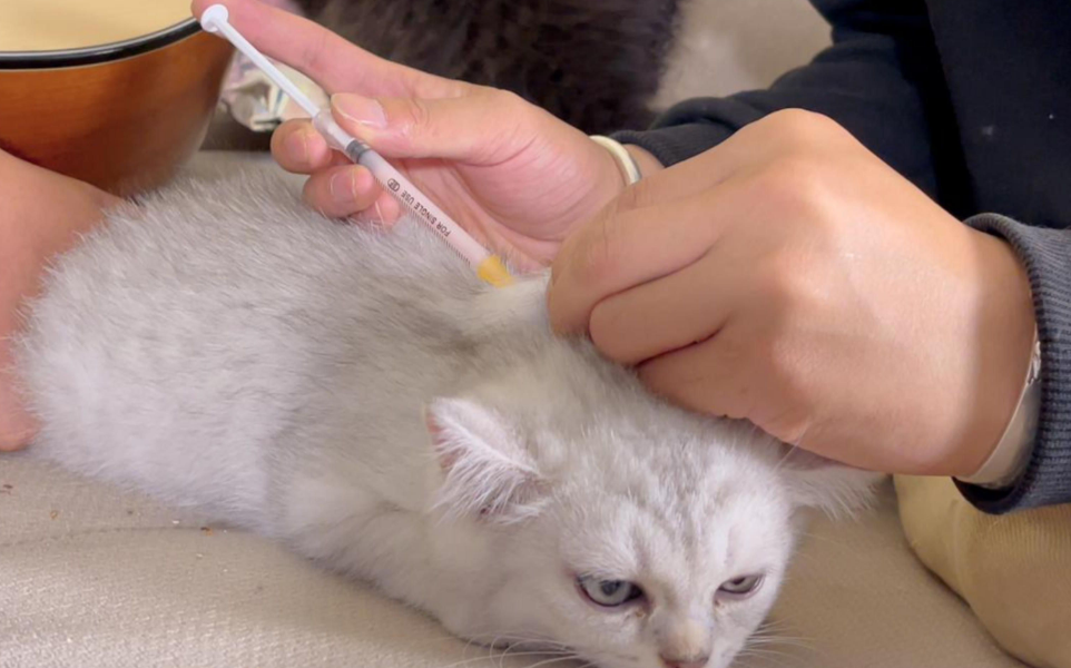 猫打疫苗时间多久一次