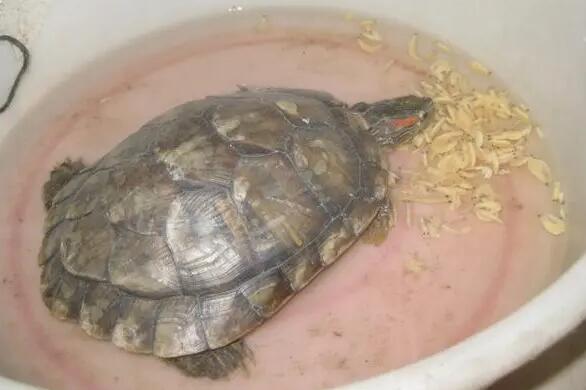 乌龟几月份开始不吃东西怎么办 乌龟几月份开始不吃东西怎么办