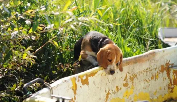 史努比狗狗的原型犬比格，在饲养时会有哪些缺点呢？