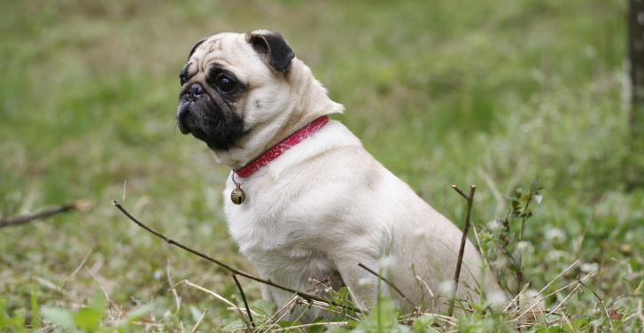 巴哥犬的一些缺点，劝你别养 