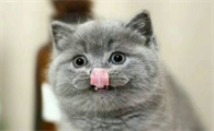 猫打疫苗多少钱