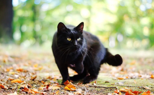 黑猫邪门吗
