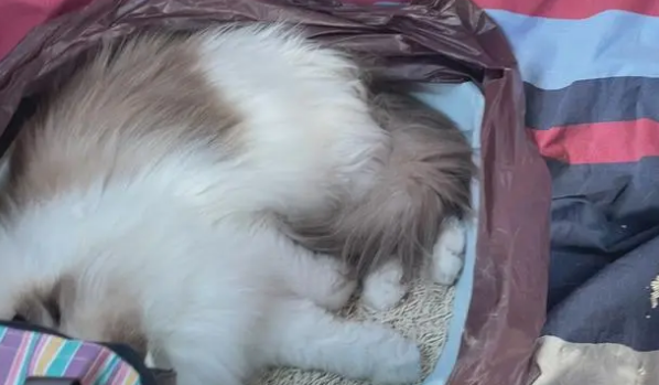 带猫旅行怎么解决猫拉屎问题