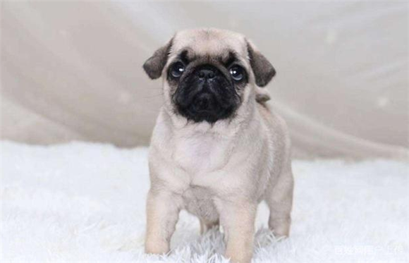 巴哥犬几个月才长定型