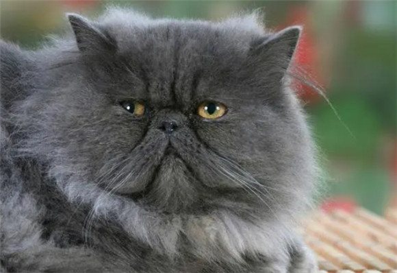 波斯猫的双面人生,优缺点大曝光,慎养不盲从! 波斯猫的双面人生,优缺点大曝光,慎养不盲从!