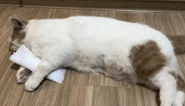 打完妙三多猫咪没精神不爱动