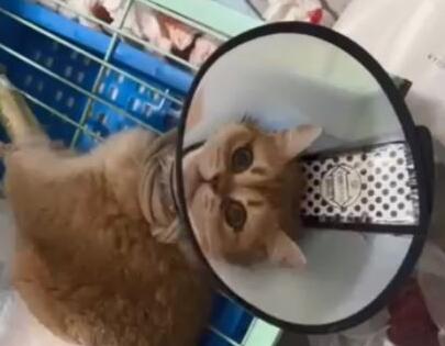 繁殖猫最惨的下场