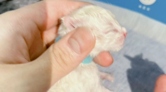 刚出生的小猫不会吃奶怎么办 刚出生的小猫不会吃奶怎么办