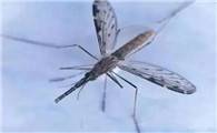 卫生间排气扇进蚊子