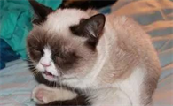 猫打喷嚏是什么原因