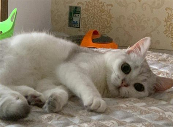 对方发猫猫喜欢什么颜色麻袋