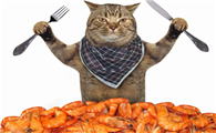 猫最多一顿吃几只虾