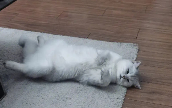 对猫毛过敏怎么脱敏 对猫毛过敏怎么脱敏