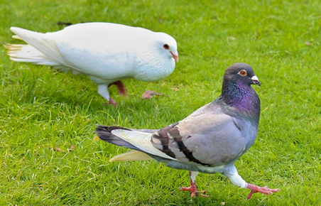 鸽子几天套脚环 鸽子几天套脚环