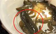 水蛭多钱一斤