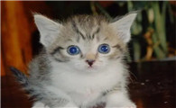 混血猫的优缺点