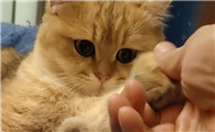 对猫友好的手势