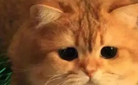 橘猫好养吗?正确饲养胖橘猫的方法看这里 橘猫好养吗?正确饲养胖橘猫的方法看这里