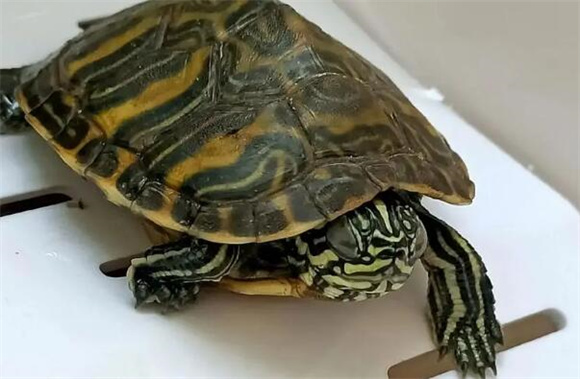 乌龟多久不吃饭会饿死 乌龟多久不吃饭会饿死
